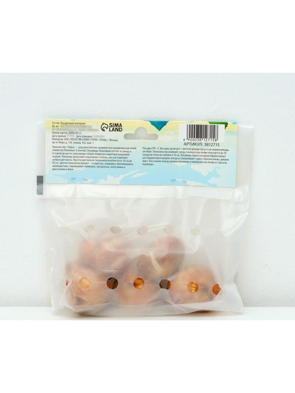 Тюльпан бахромчатый Канаста, р-р 11/12, 5 шт, Осень 2023