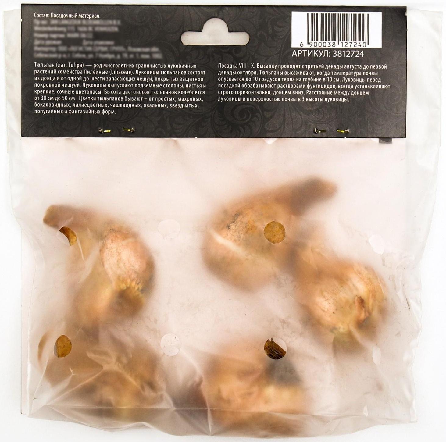 Тюльпан бахромчатый Ханимун, р-р 11/12, 5 шт, Осень 2023