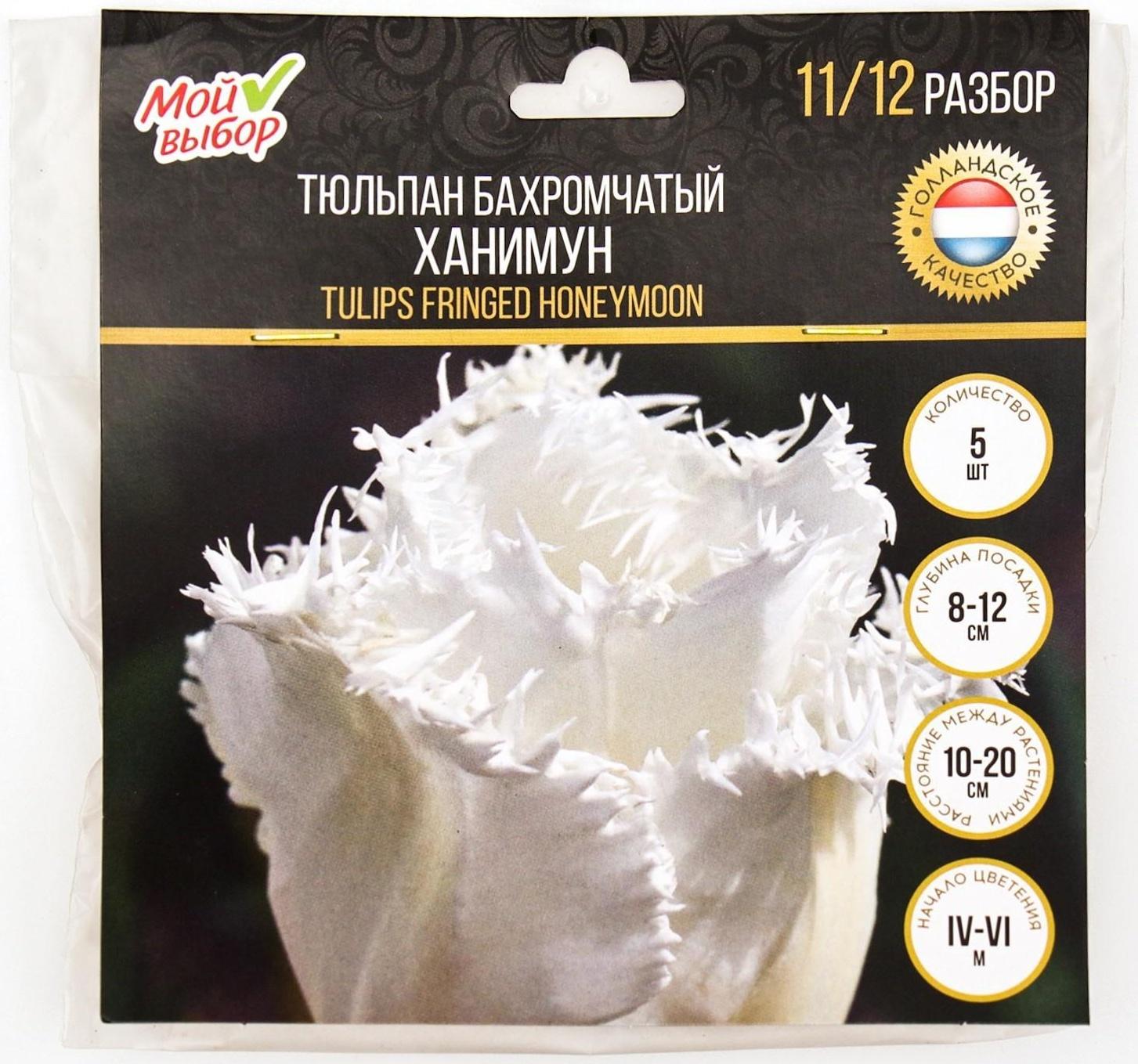 Тюльпан бахромчатый Ханимун, р-р 11/12, 5 шт, Осень 2023