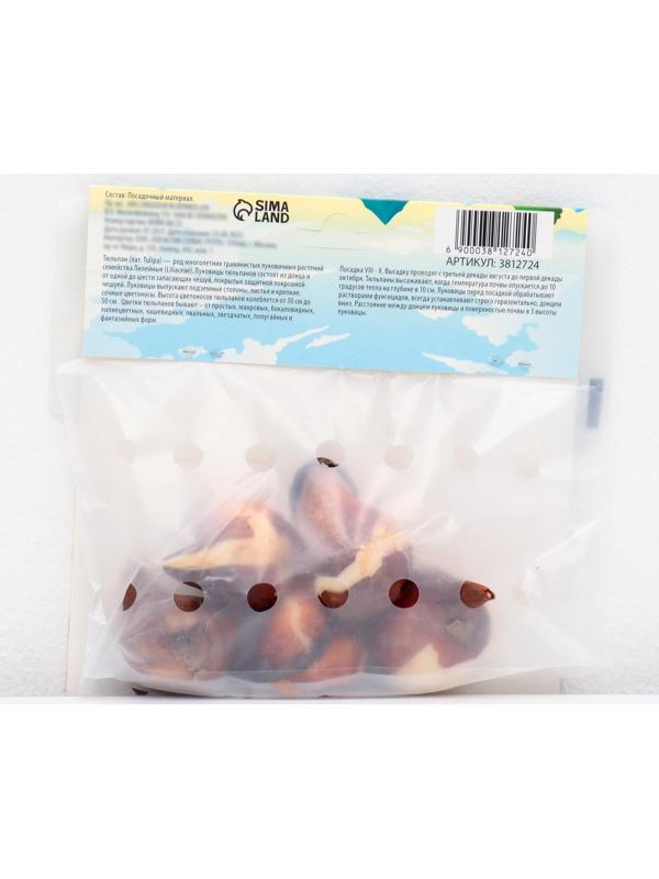 Тюльпан бахромчатый Ханимун, р-р 11/12, 5 шт, Осень 2023