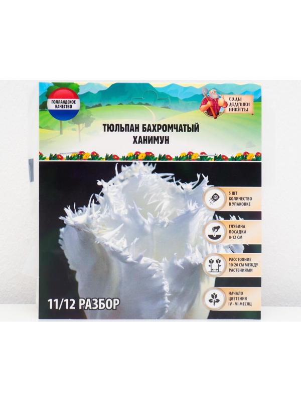 Тюльпан бахромчатый Ханимун, р-р 11/12, 5 шт, Осень 2023