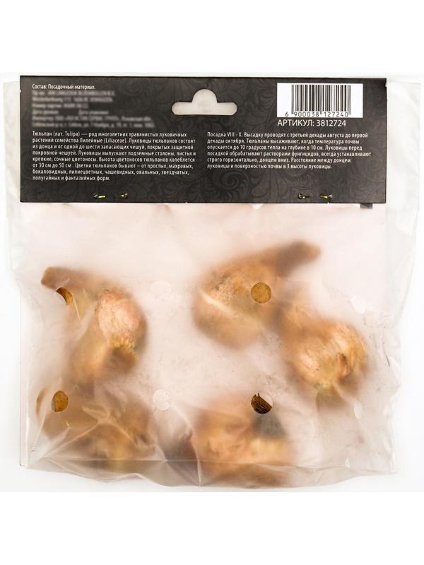 Тюльпан бахромчатый Ханимун, р-р 11/12, 5 шт, Осень 2023