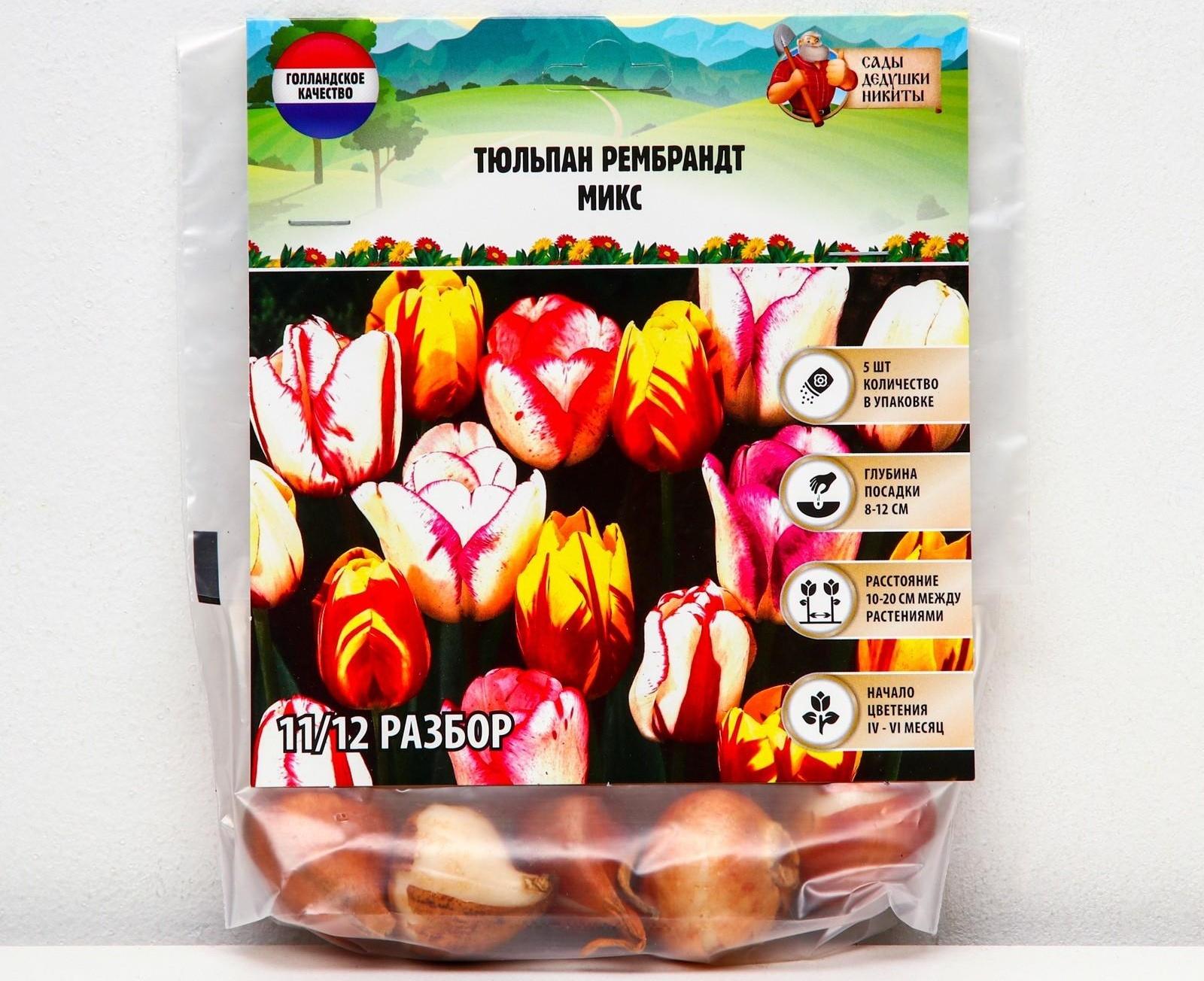 Тюльпан рембрандт Микс, р-р 11/12, 5 шт