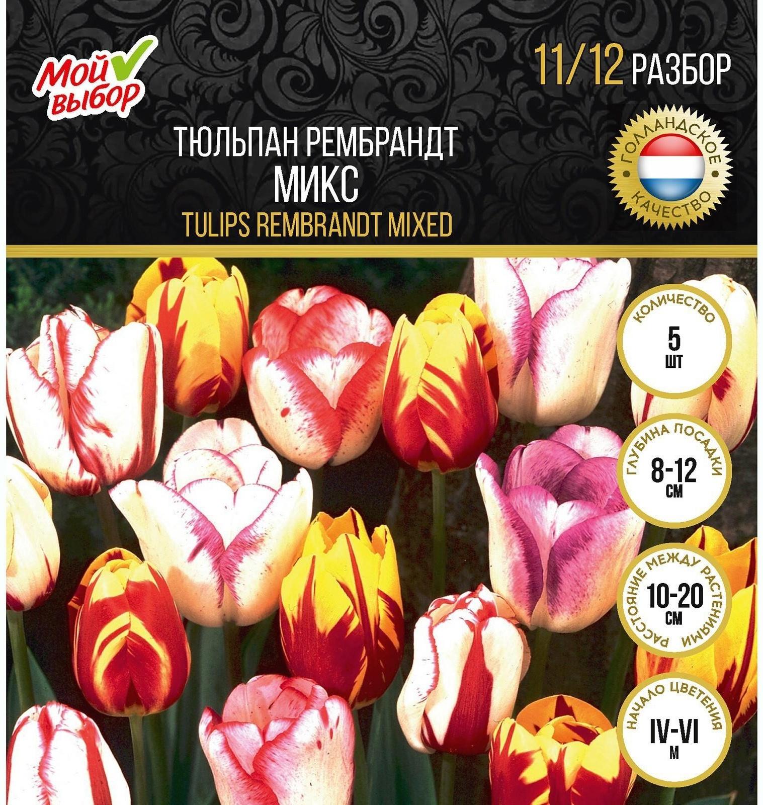 Тюльпан рембрандт Микс, р-р 11/12, 5 шт