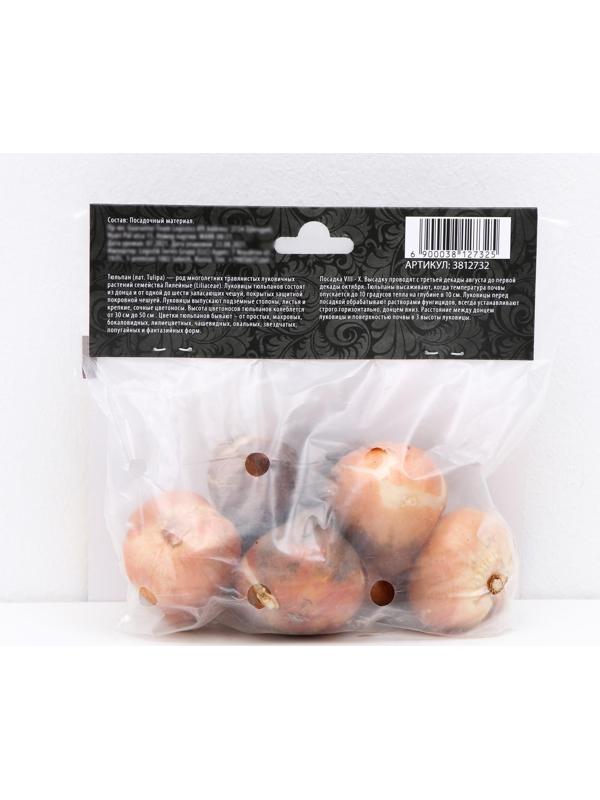 Тюльпан рембрандт Микс, р-р 11/12, 5 шт