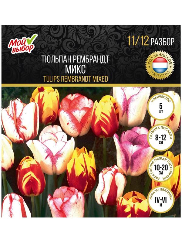 Тюльпан рембрандт Микс, р-р 11/12, 5 шт