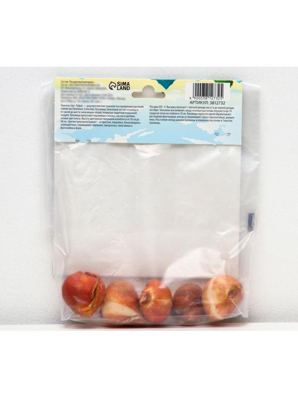 Тюльпан рембрандт Микс, р-р 11/12, 5 шт