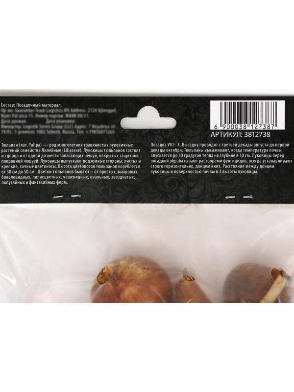 Тюльпан махровый поздний Анжелика, р-р 11/12, 5 шт, Осень 2023