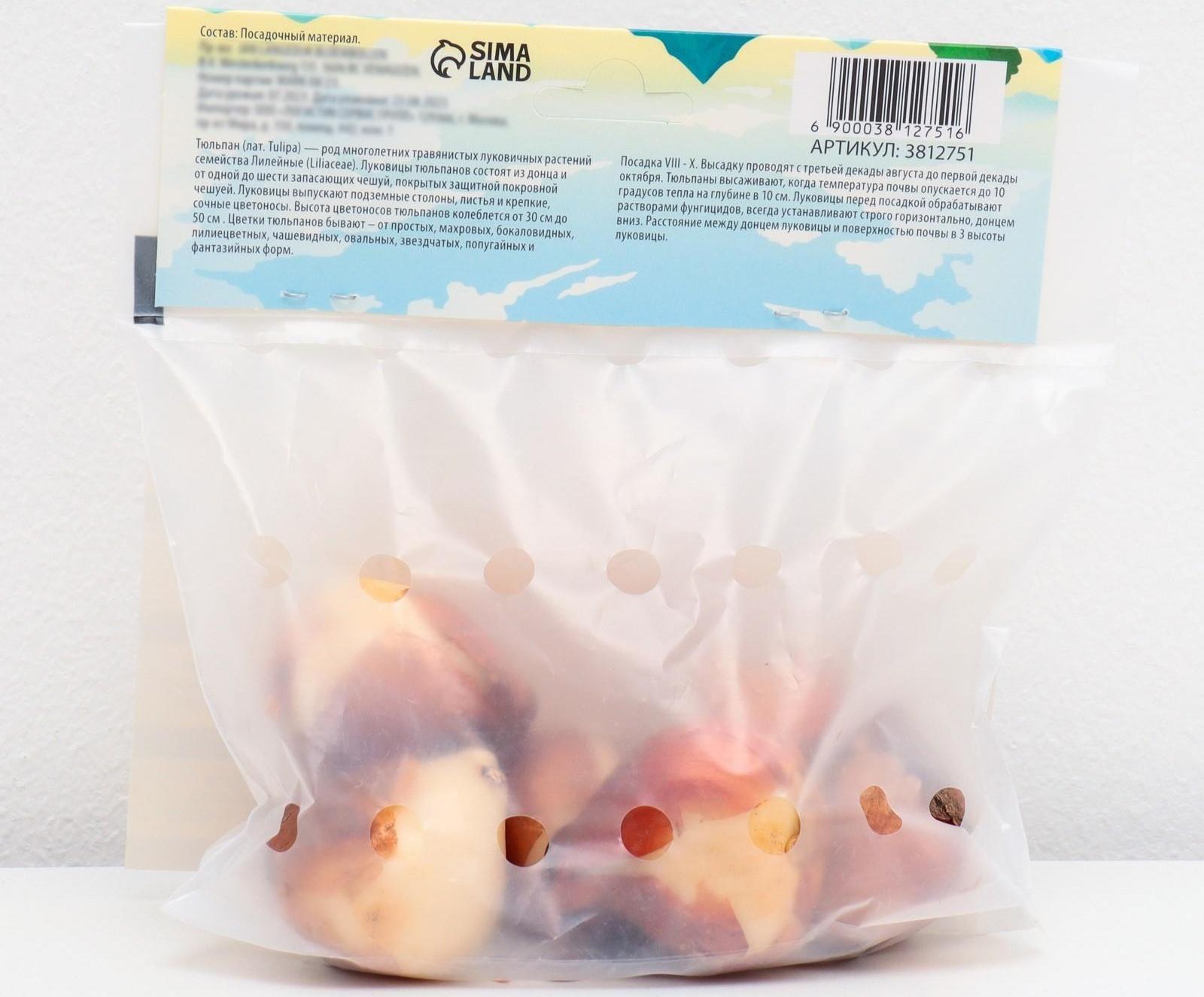 Тюльпан махровый поздний Йеллоу Помпонет, р-р 11/12, 5 шт