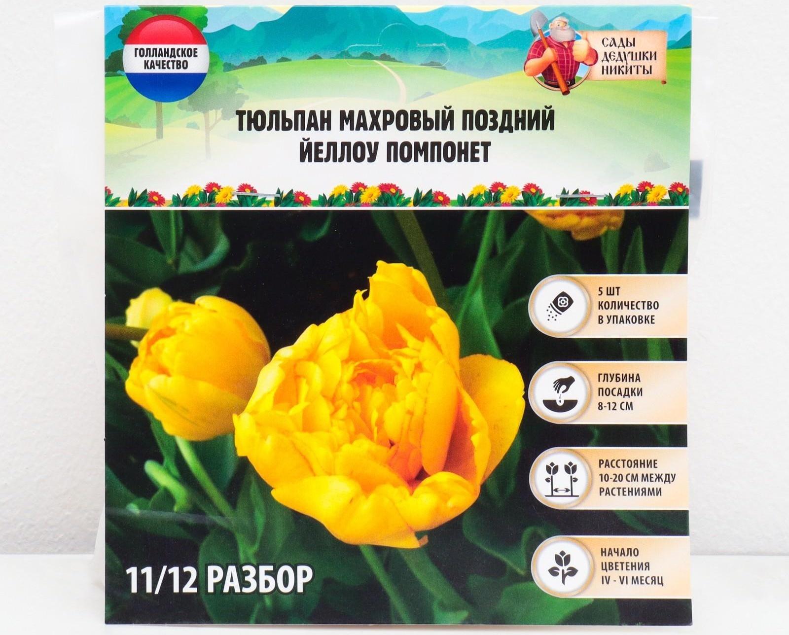 Тюльпан махровый поздний Йеллоу Помпонет, р-р 11/12, 5 шт