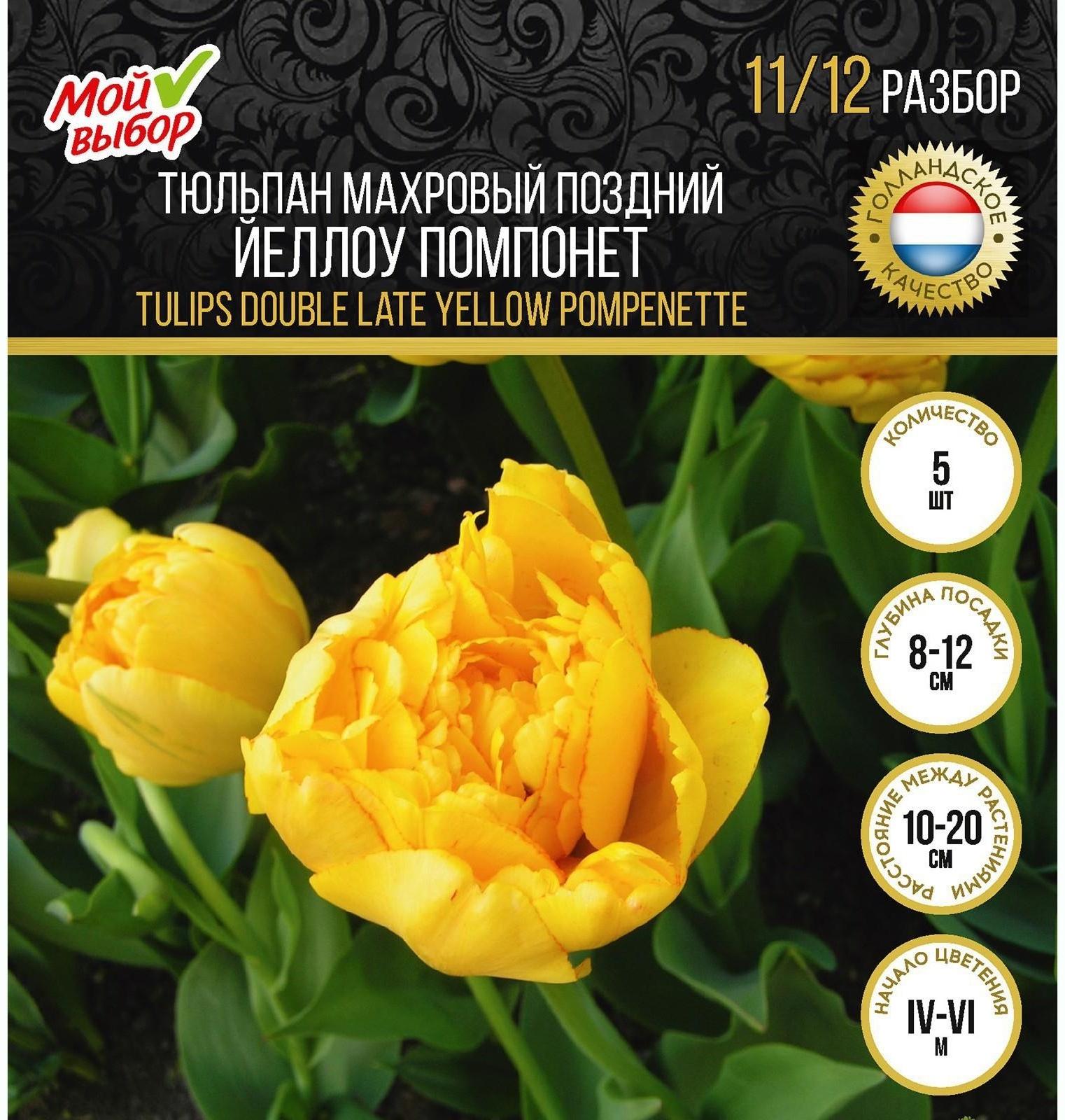Тюльпан махровый поздний Йеллоу Помпонет, р-р 11/12, 5 шт