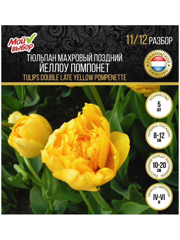 Тюльпан махровый поздний Йеллоу Помпонет, р-р 11/12, 5 шт