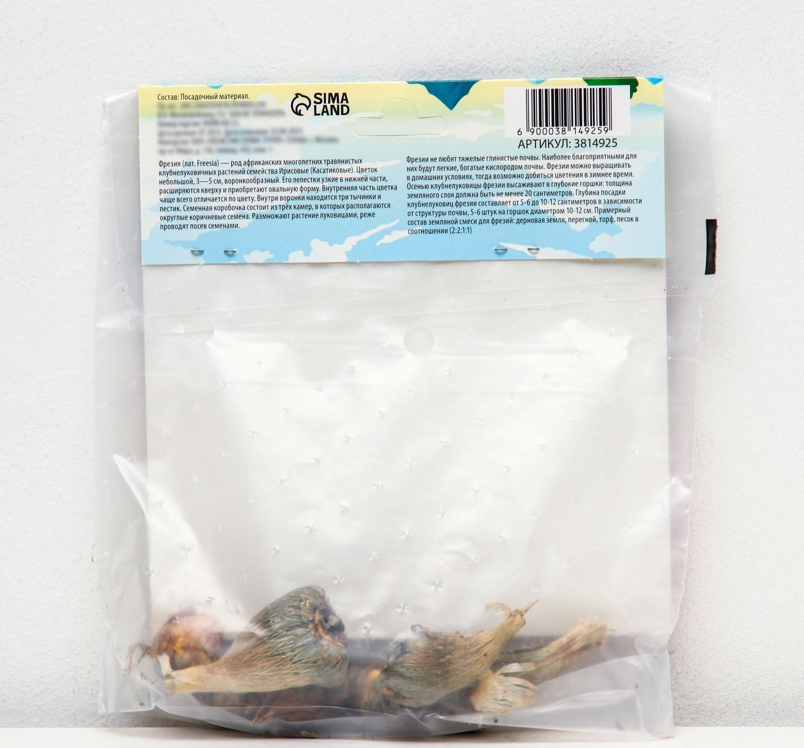 Фрезия махровая Микс, р-р 7/8, 7 шт