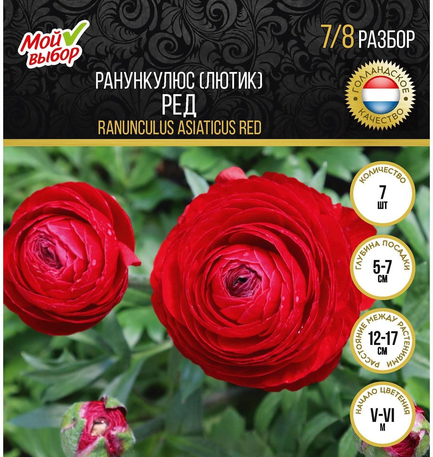 Ранункулюс (Лютик) Ред, р-р 7/8, 7 шт