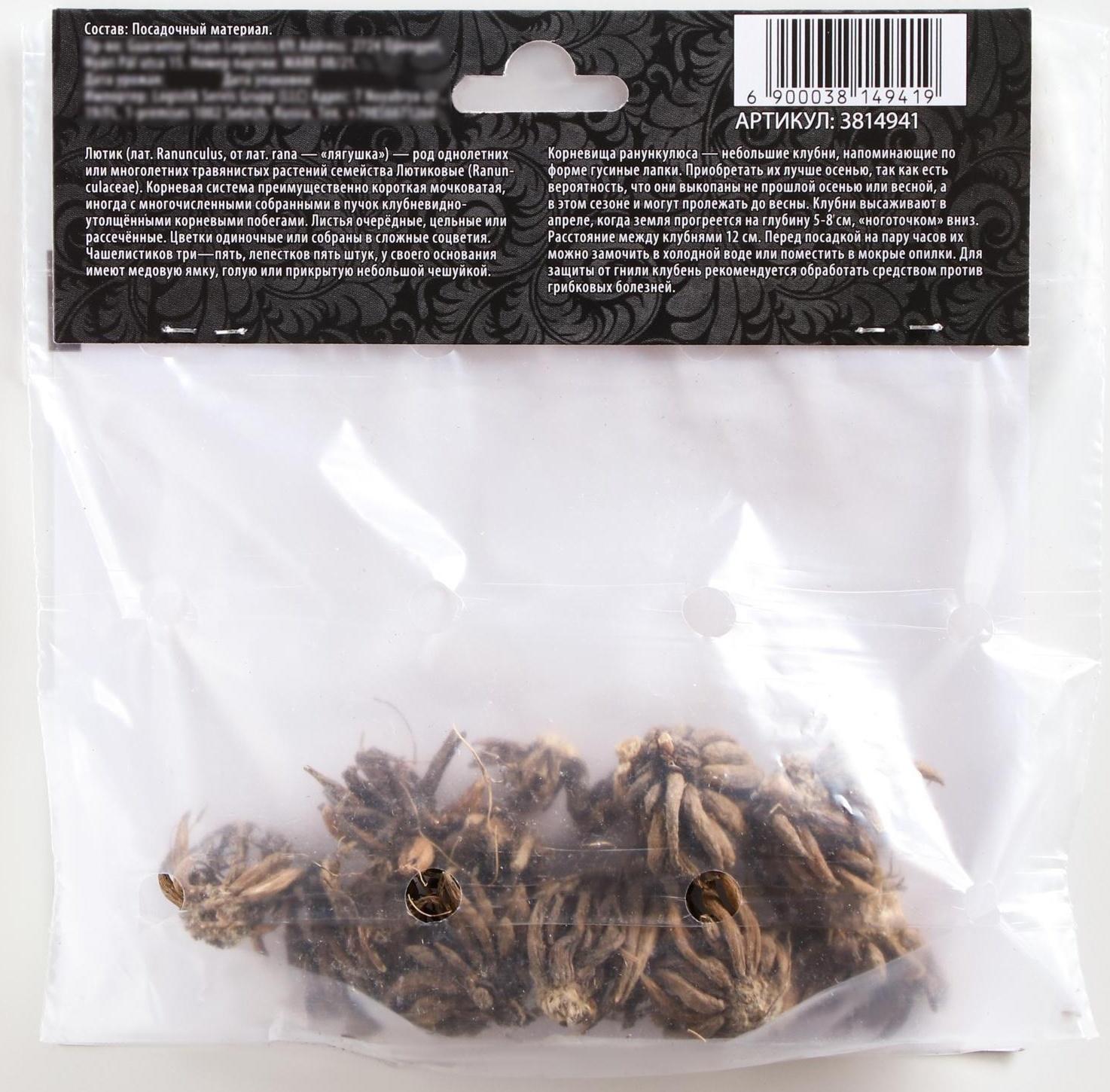 Ранункулюс (Лютик) Ред, р-р 7/8, 7 шт