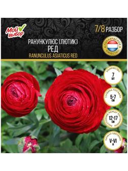 Ранункулюс (Лютик) Ред, р-р 7/8, 7 шт