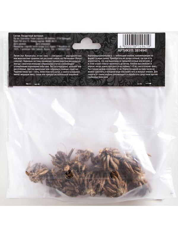 Ранункулюс (Лютик) Ред, р-р 7/8, 7 шт