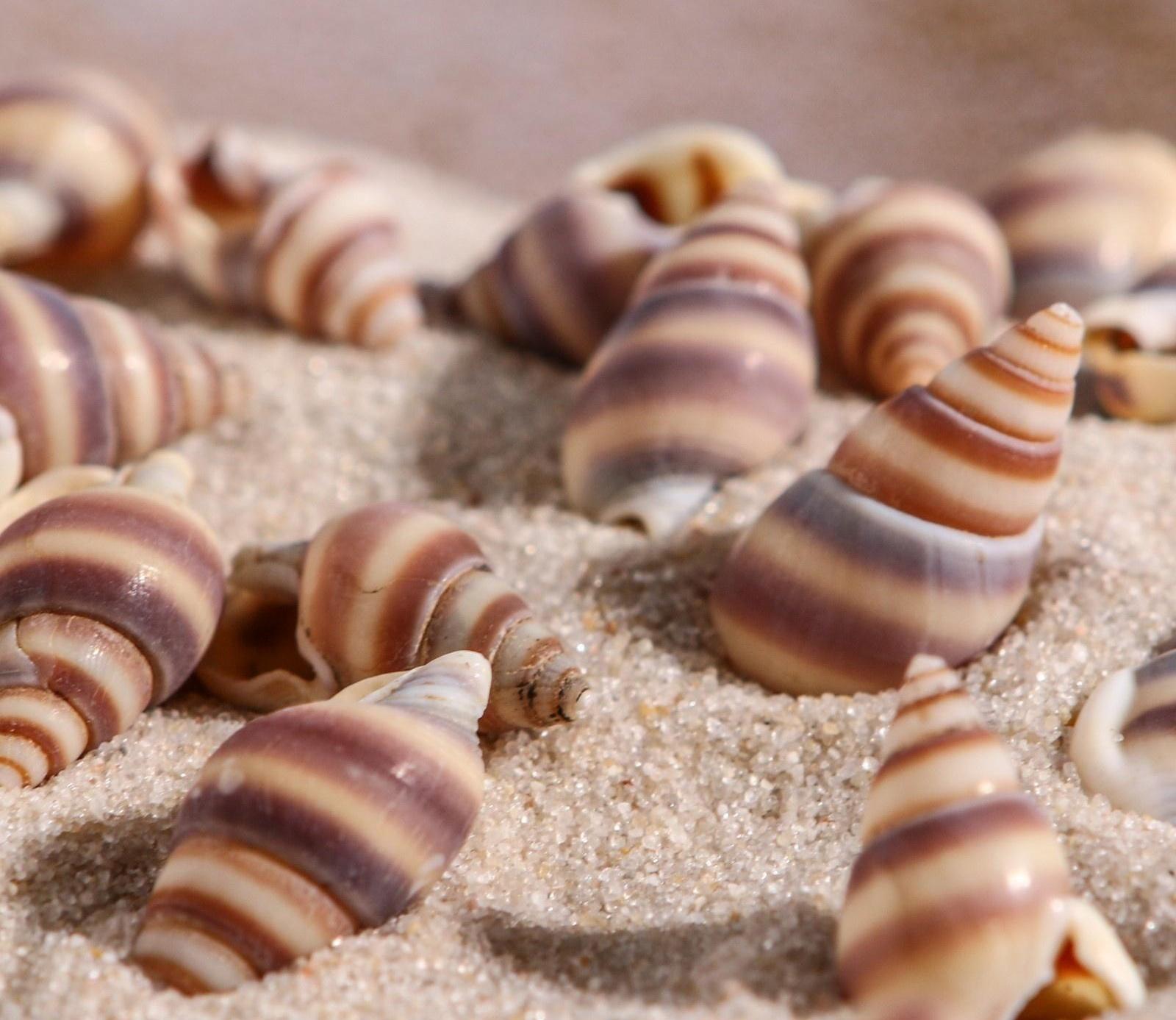 Набор ракушек, 1 - 2 см, 100 г