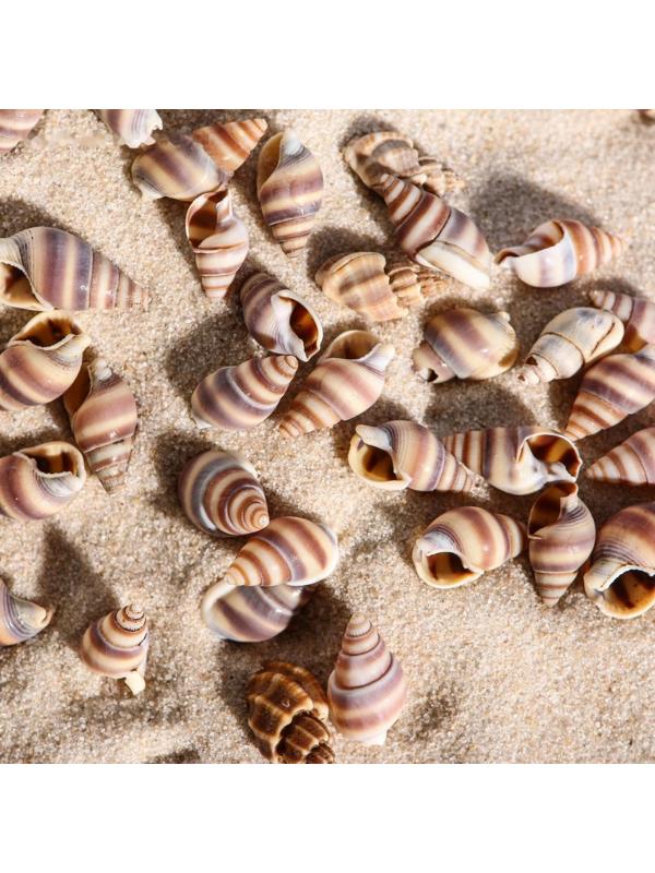 Набор ракушек, 1 - 2 см, 100 г