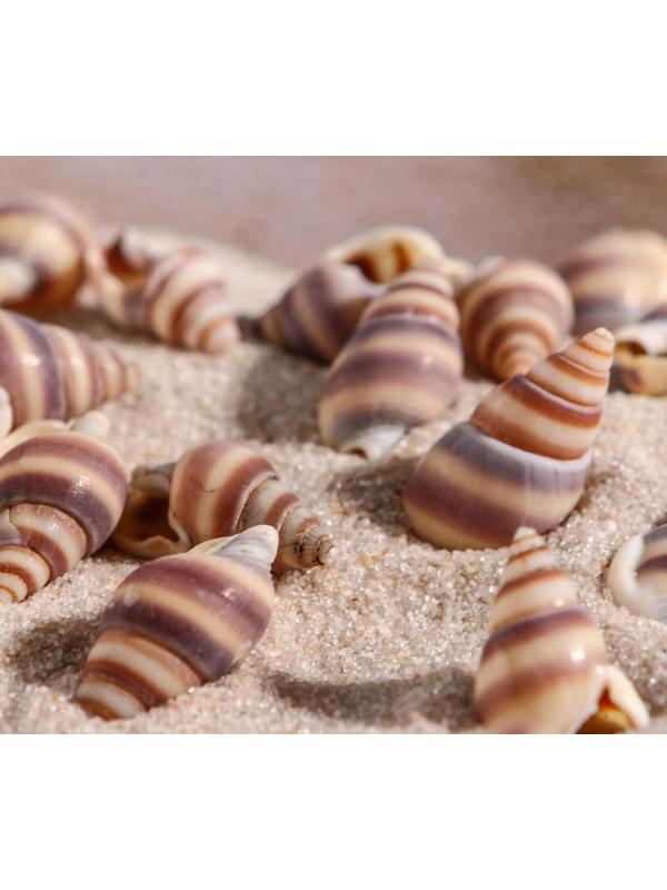 Набор ракушек, 1 - 2 см, 100 г