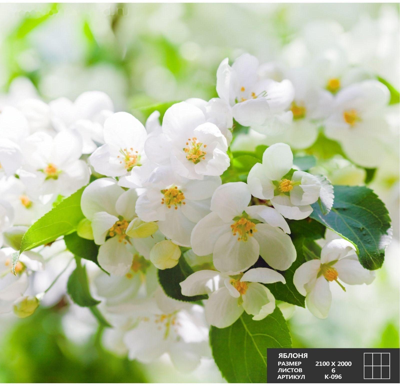 Фотообои К-096 «Яблоня» (6 листов), 210 × 200 см