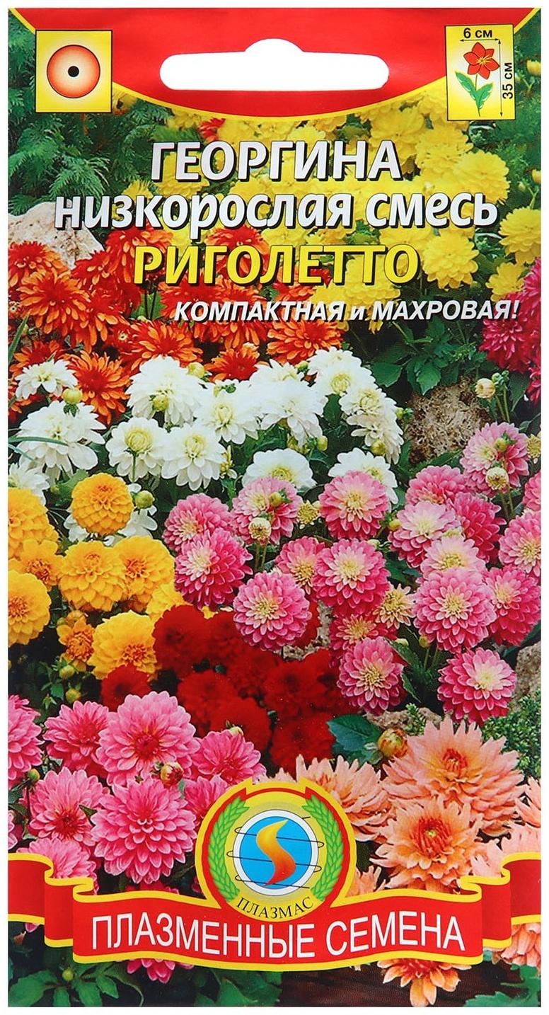 Семена Георгина низкорослая 