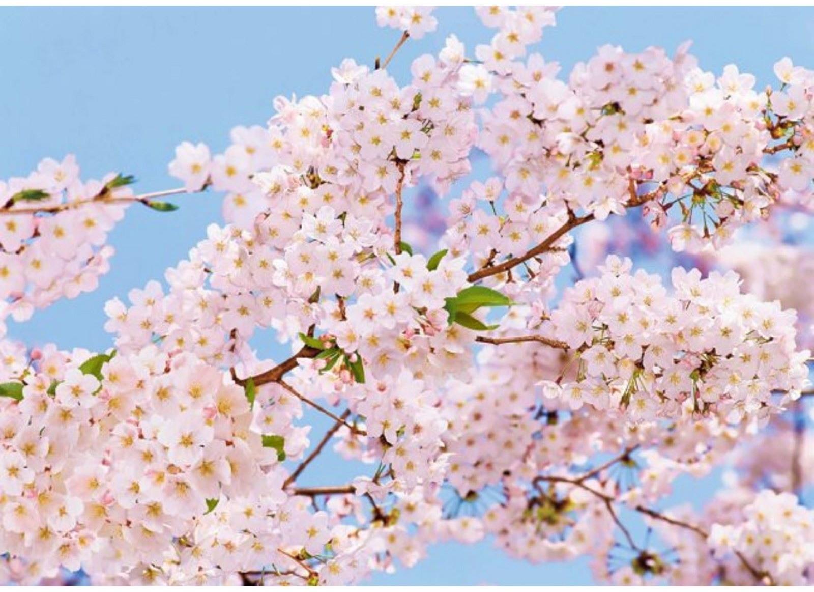 Фотообои Весна ЛЮКС 2,72х1,94 м (из 8 листов)