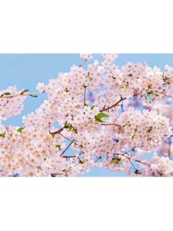 Фотообои Весна ЛЮКС 2,72х1,94 м (из 8 листов)