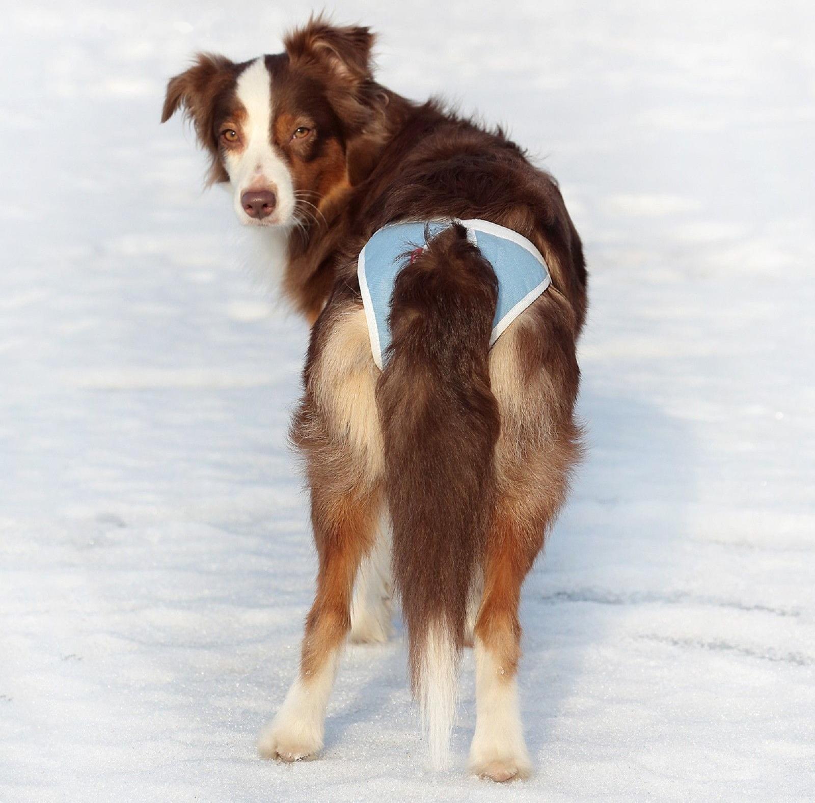 Трусы для собак многоразовые OSSO ABSORB, размер L