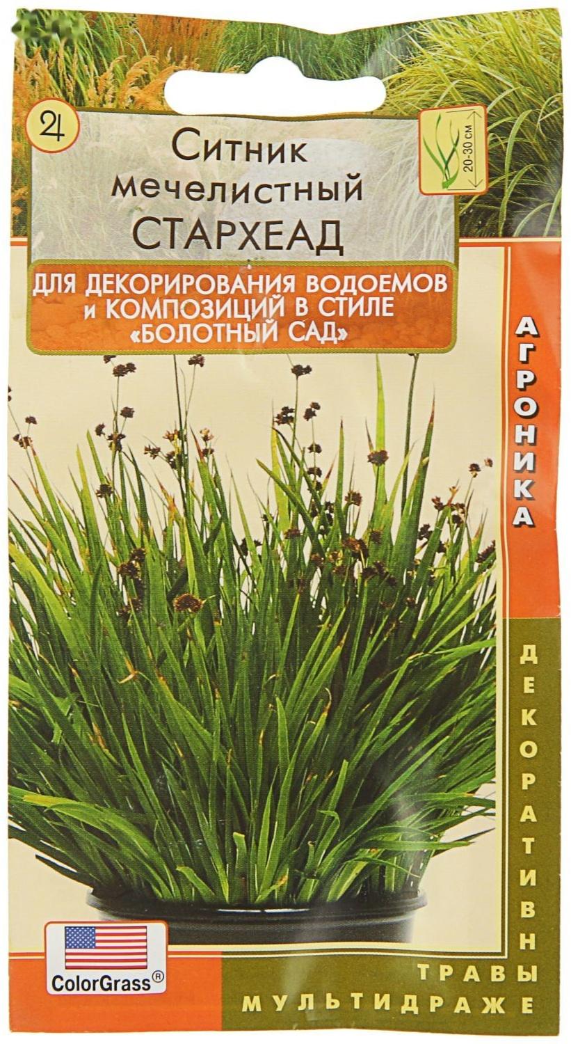 Семена Цветов Ситник 