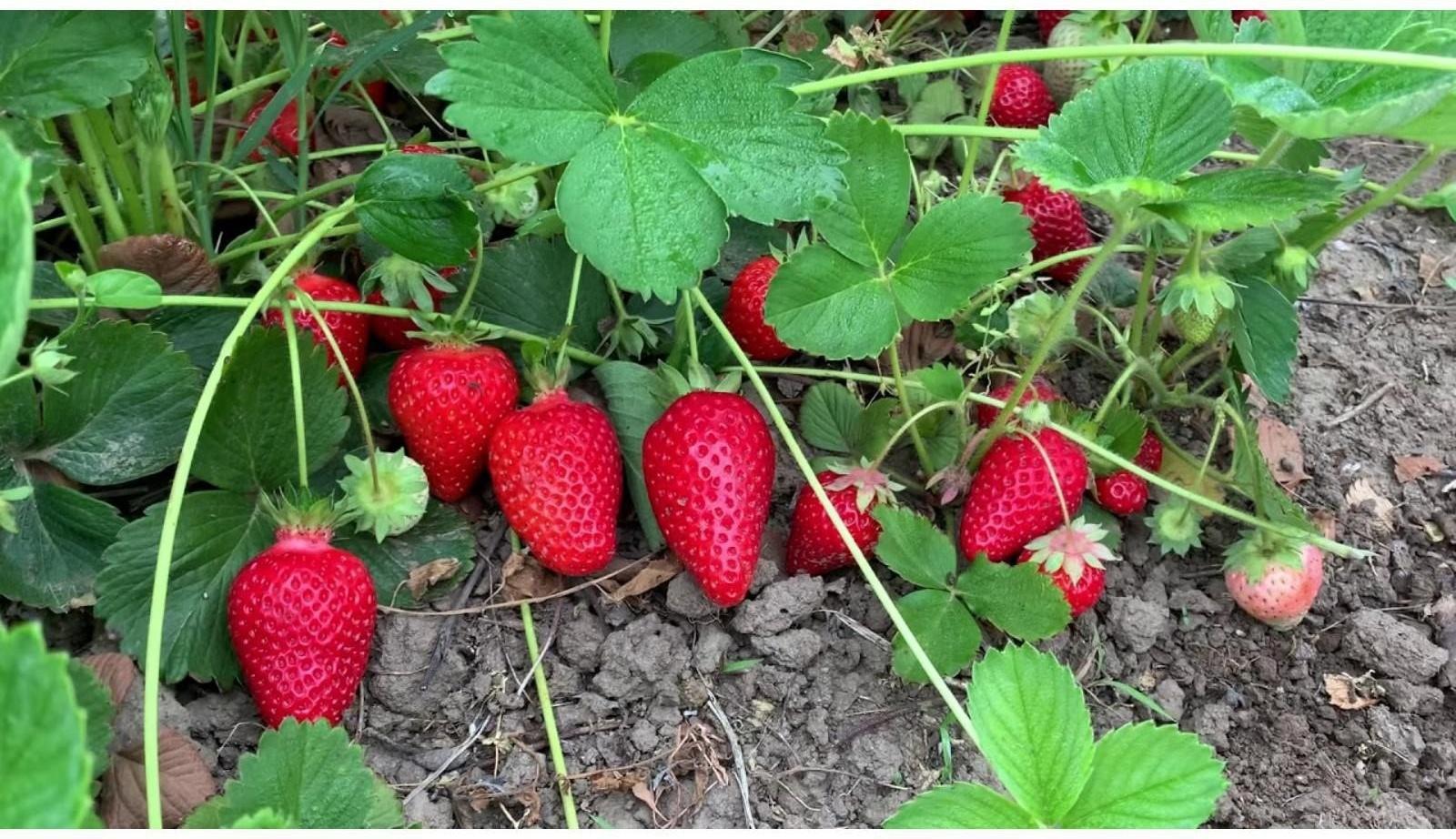 Рассада Земляники Фавори, горшок P9