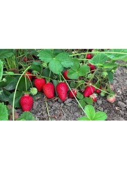 Рассада Земляники Фавори, горшок P9