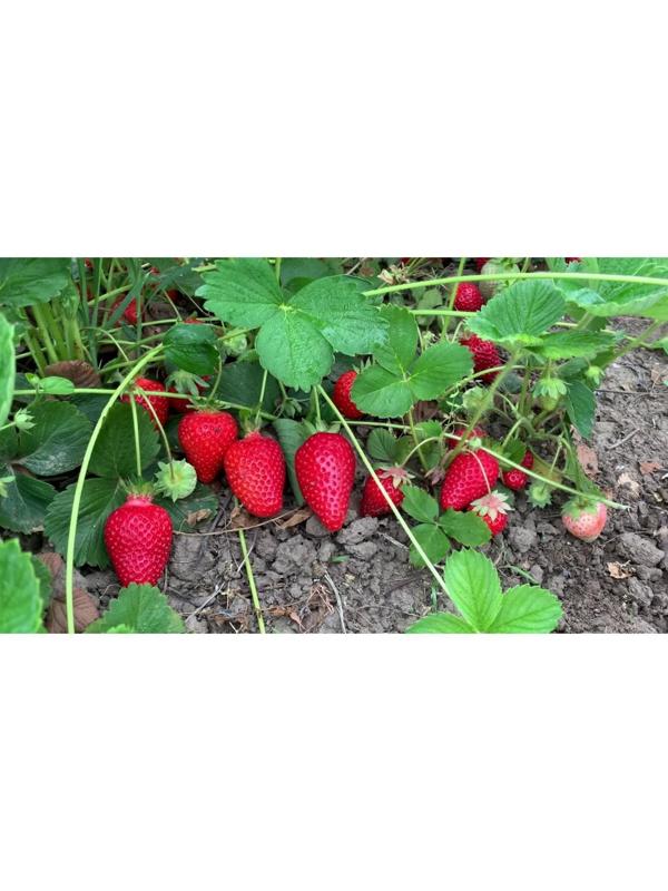 Рассада Земляники Фавори, горшок P9