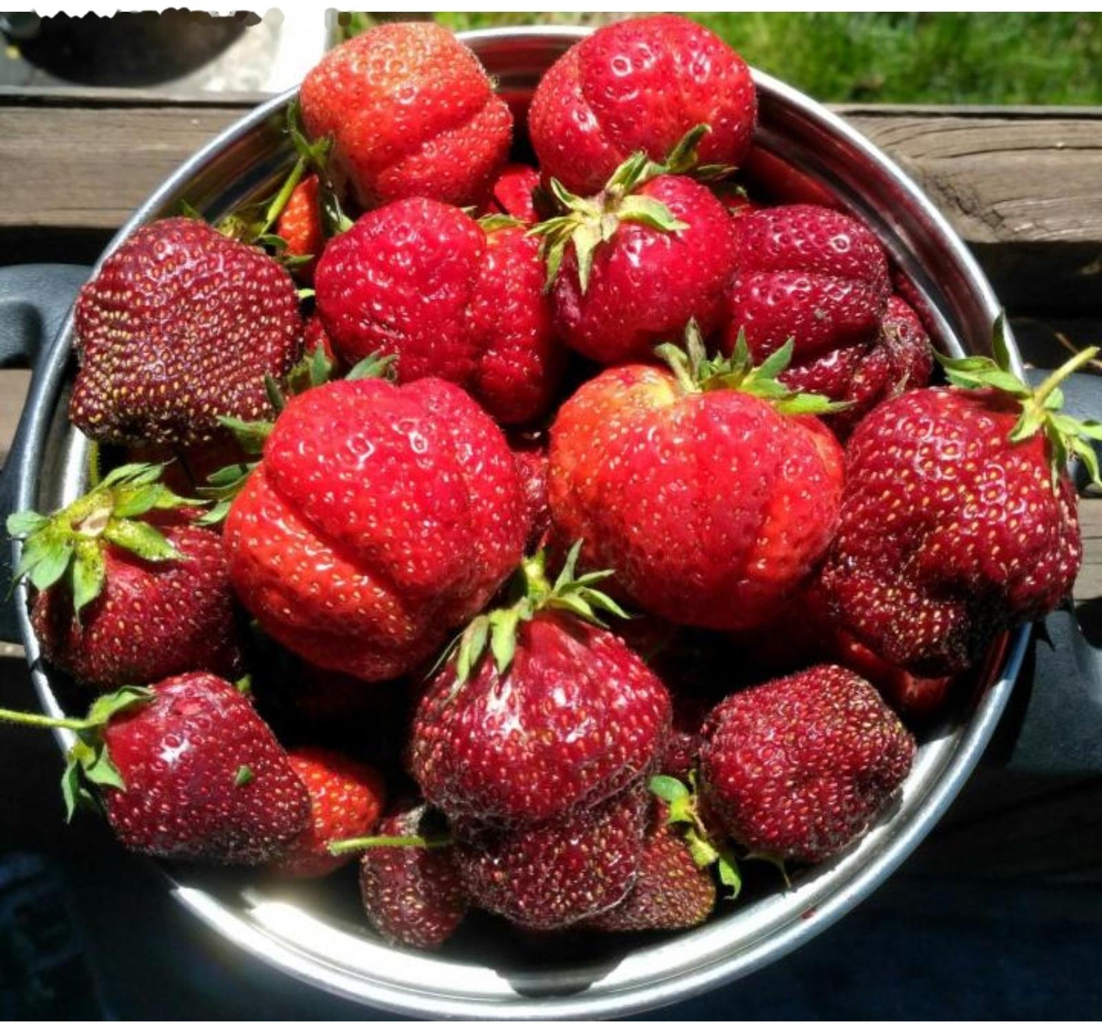 Рассада Земляники Дали, горшок P9