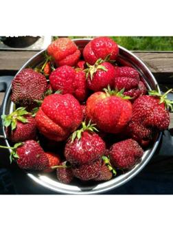 Рассада Земляники Дали, горшок P9