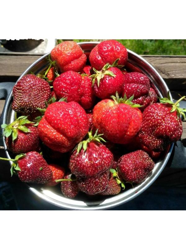 Рассада Земляники Дали, горшок P9