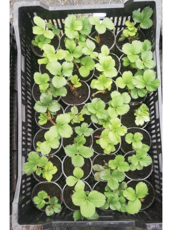 Рассада Земляники Дали, горшок P9