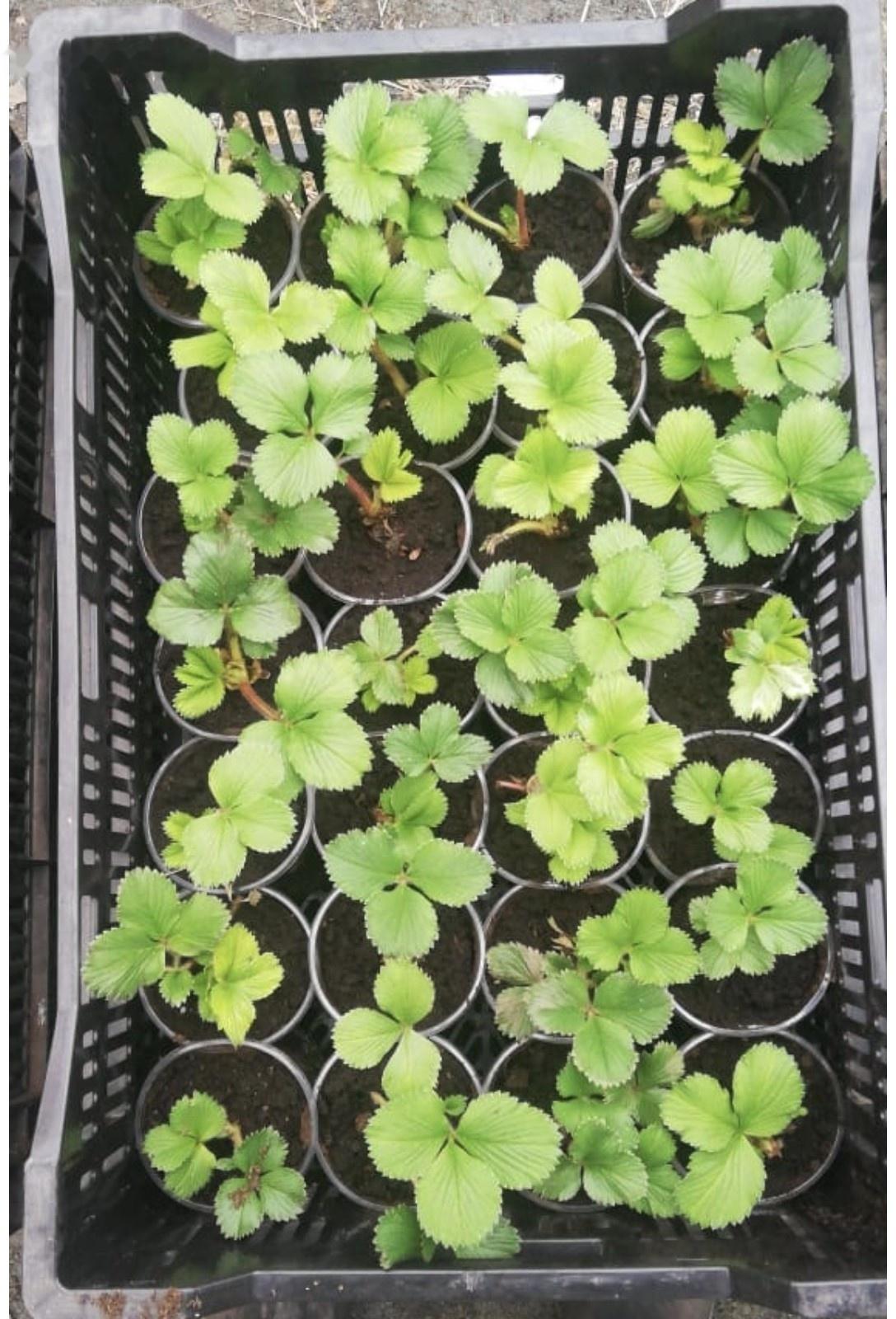 Рассада Земляники Фэйт, горшок P9