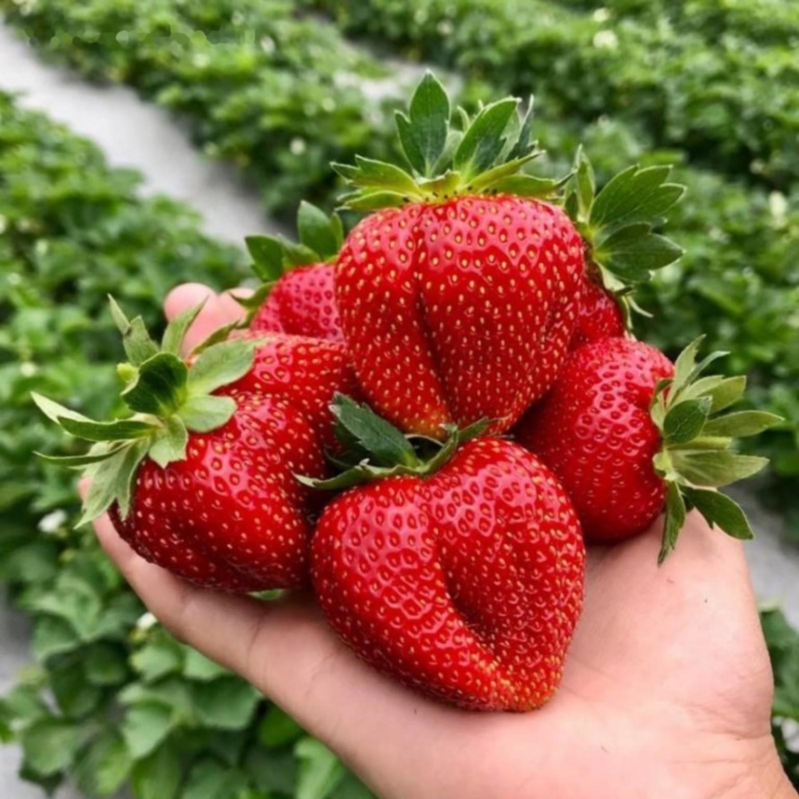 Рассада Земляники Фэйт, горшок P9