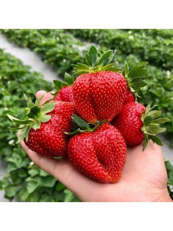 Рассада Земляники Фэйт, горшок P9