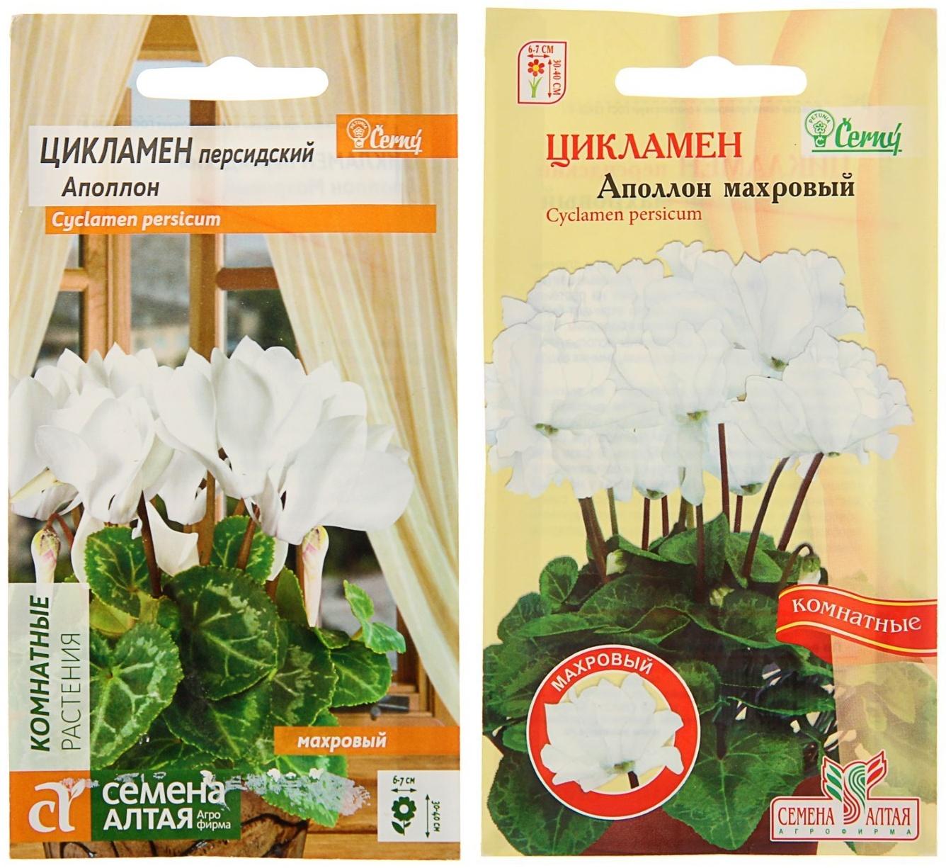 Семена комнатных цветов Цикламен 