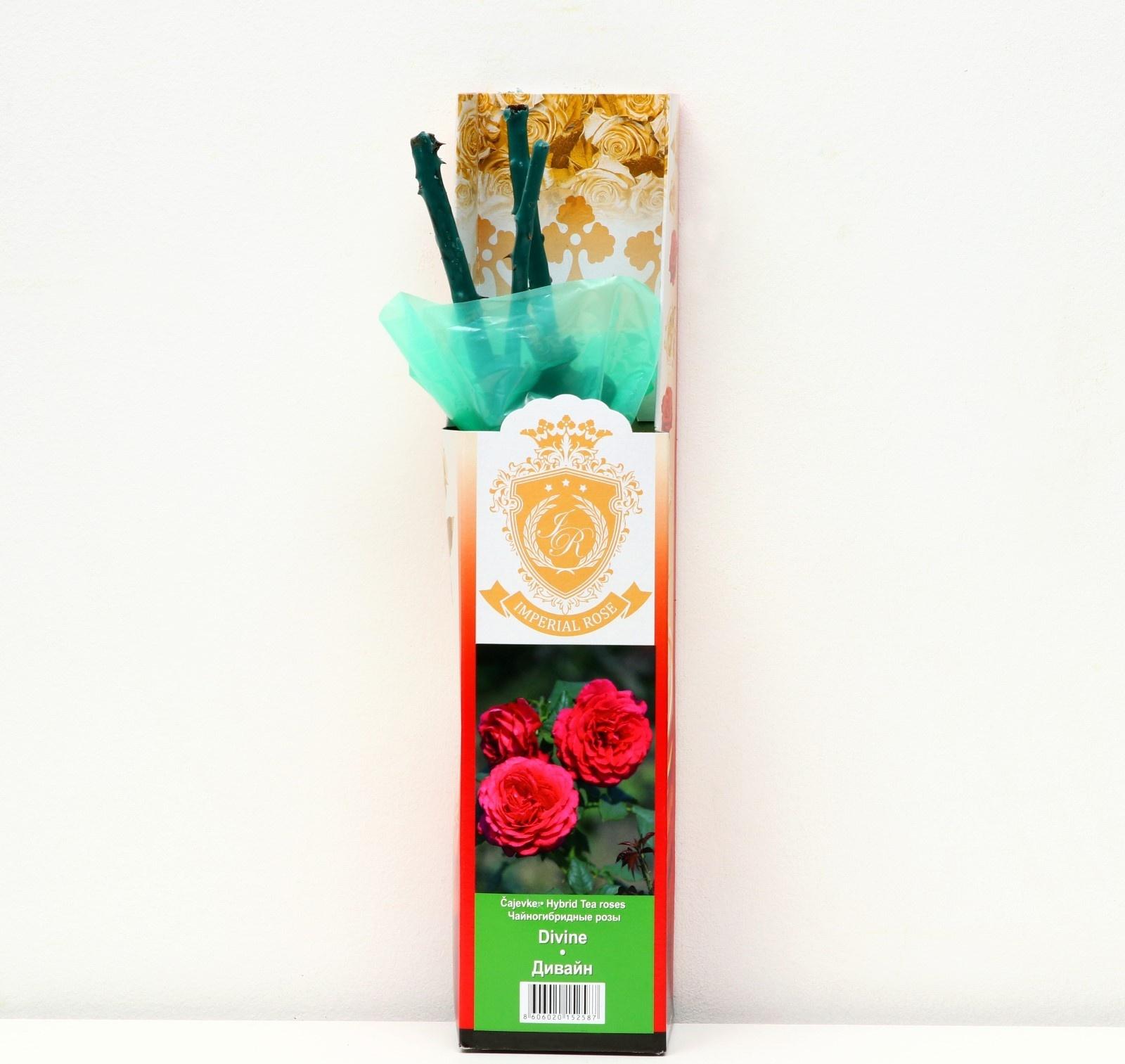 Саженец розы 