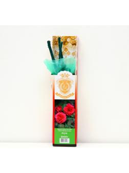 Саженец розы 