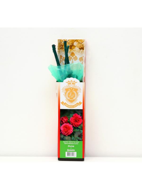 Саженец розы 