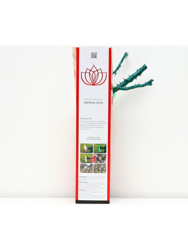 Саженец розы 