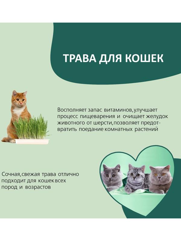 Трава TiTBiT для кошек, ячмень, 50 г