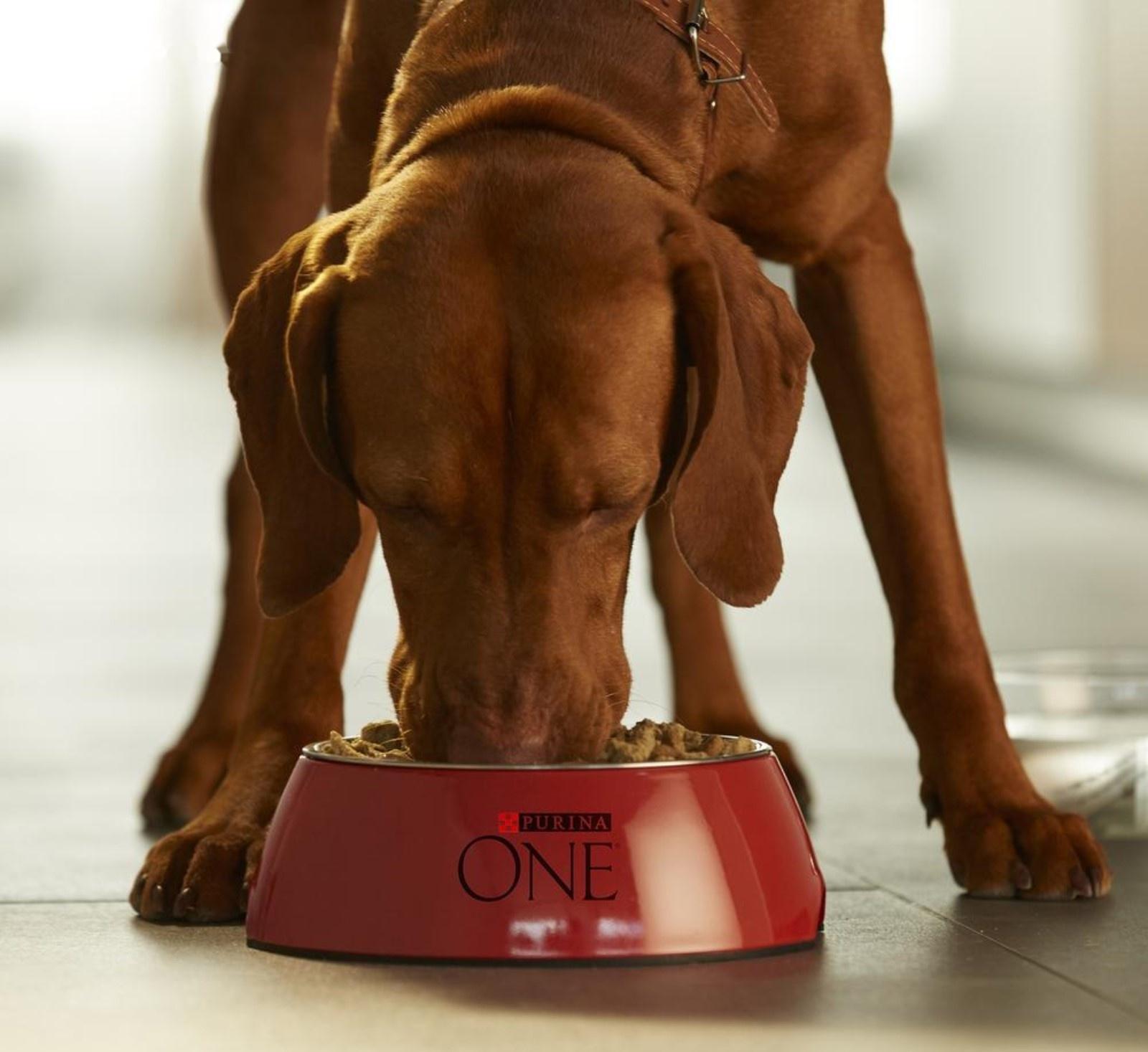 Сухой корм Purinа One medium/maxi для взрослых собак, курица/рис, 10 кг