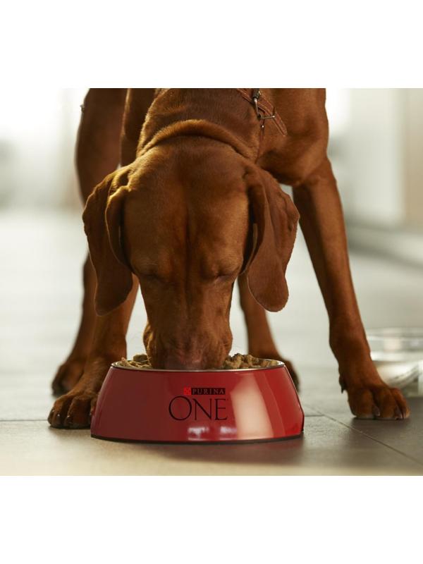 Сухой корм Purinа One medium/maxi для взрослых собак, курица/рис, 10 кг