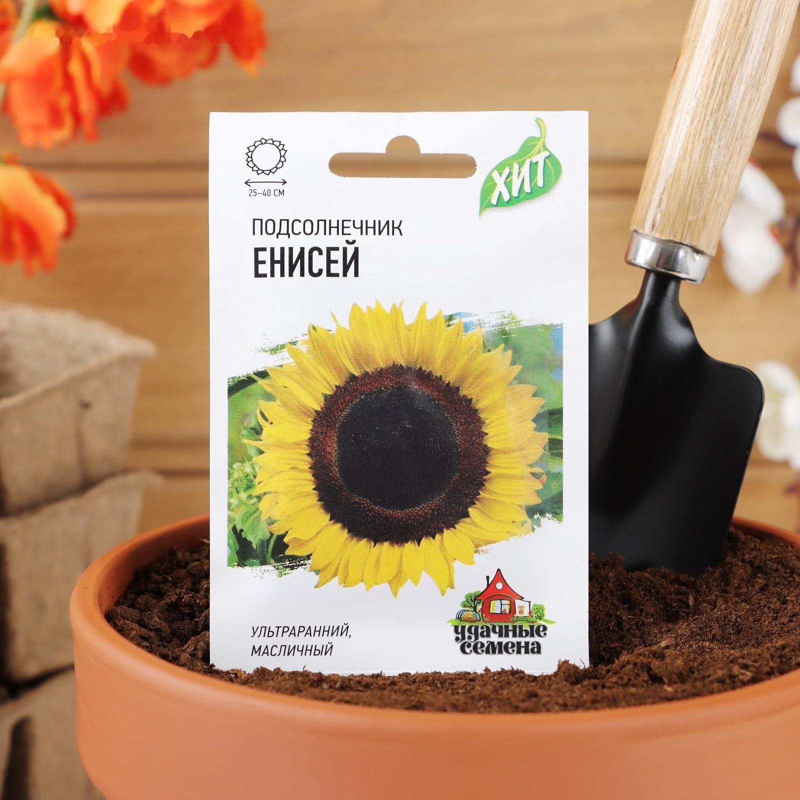 Семена Подсолнечник 