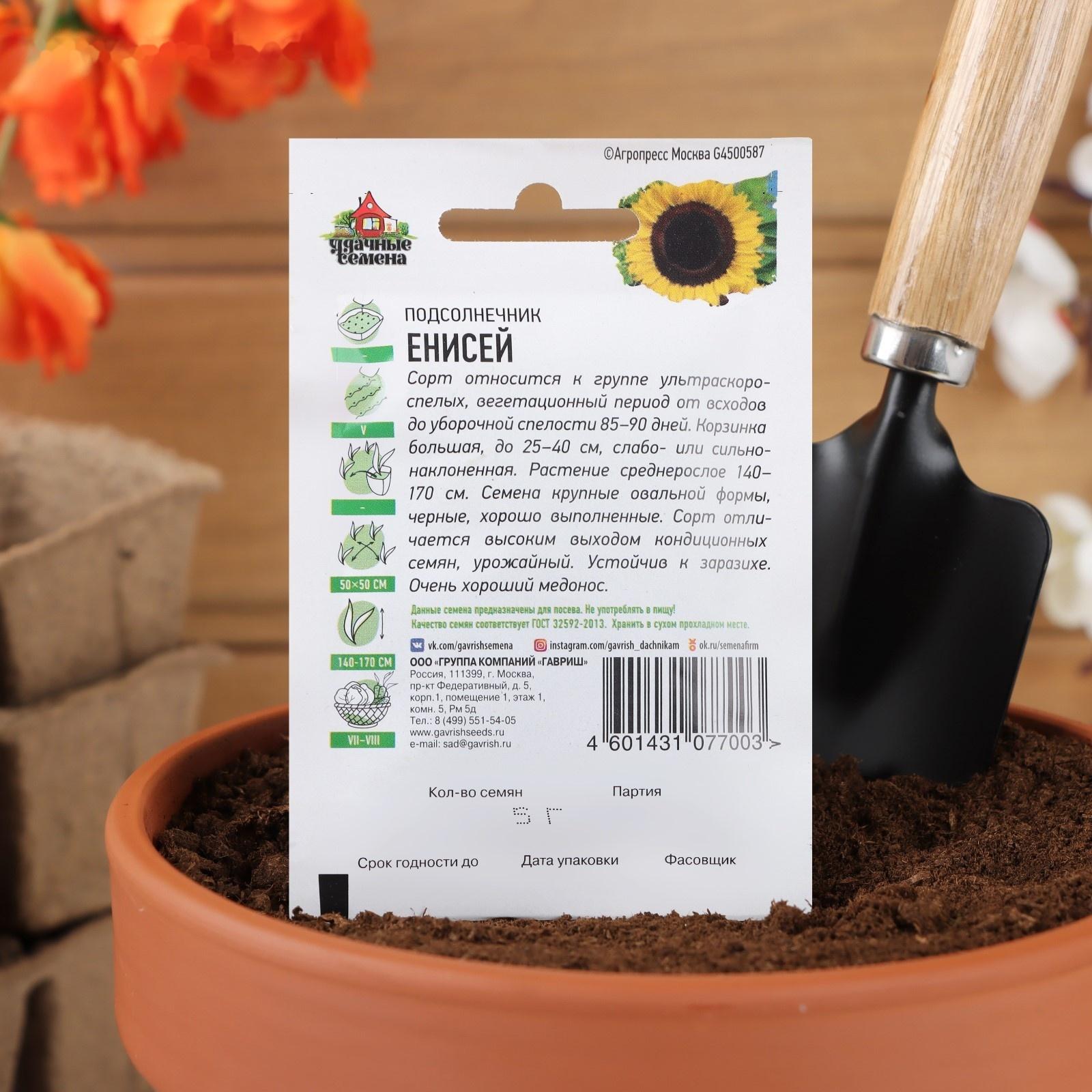 Семена Подсолнечник 